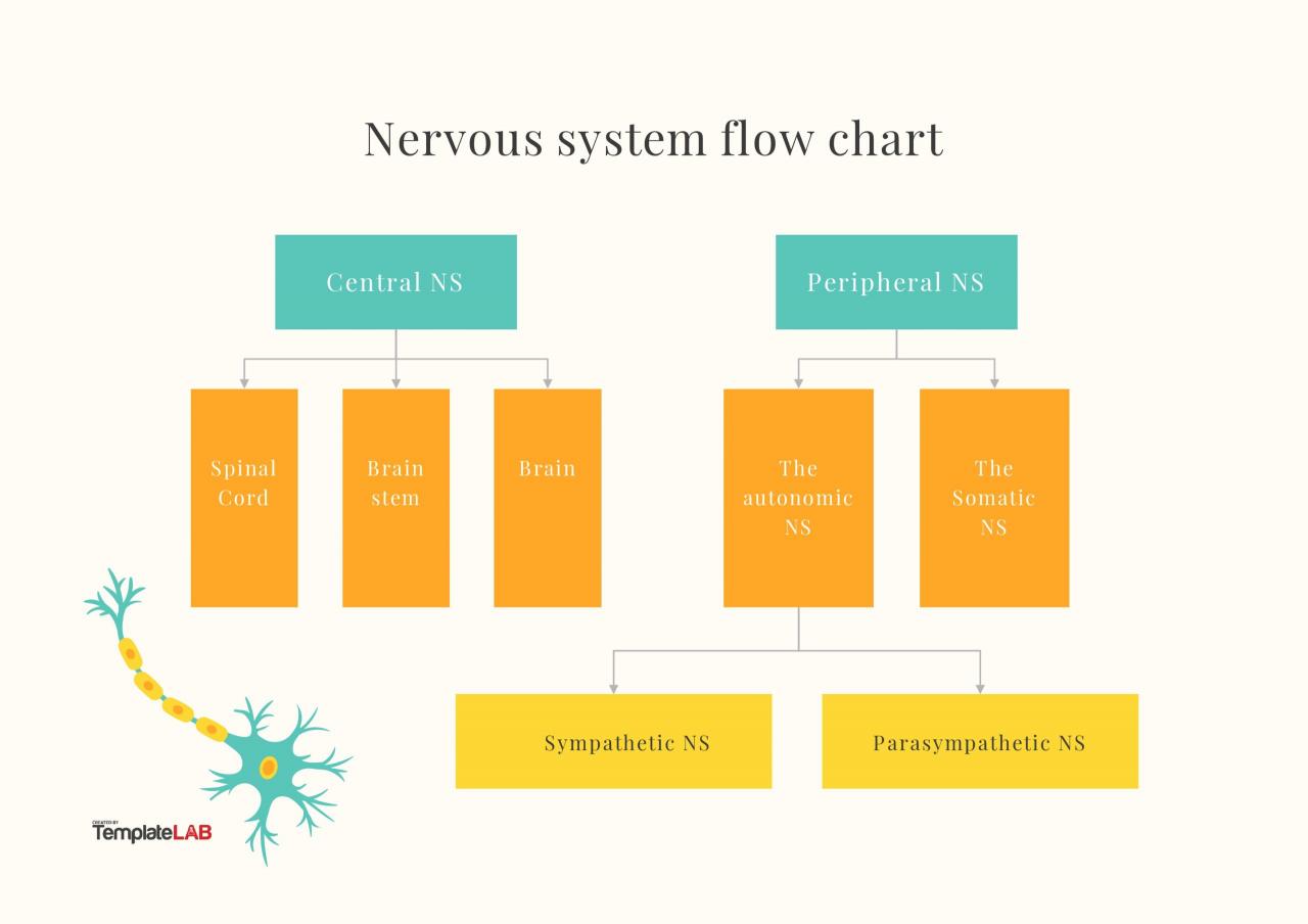 Organigramme gratuit du système nerveux